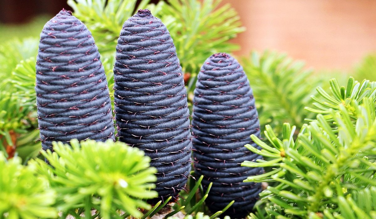 Low-Maintenance Plants for Small British Gardens